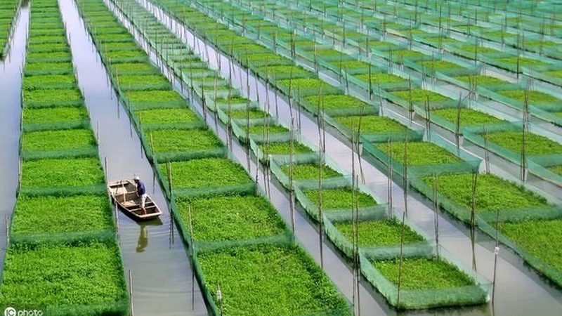 有机蔬菜与普通蔬菜：保存时长大揭秘