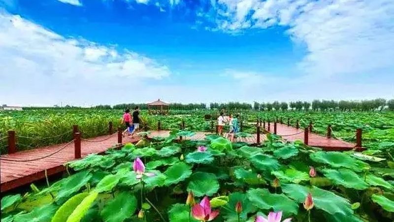 新手种植水果支架搭建技巧：稳固与高效的秘密