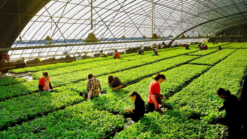 家庭式小型智慧农场方案步骤：打造高效生态种植模式