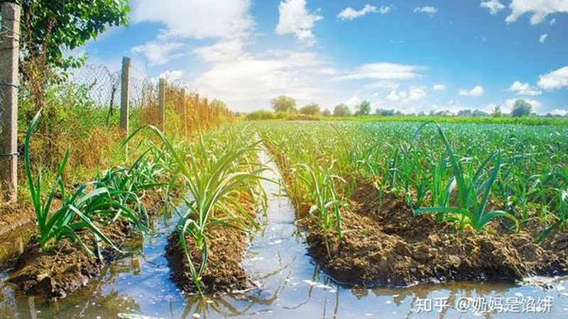 果蔬配送O2O平台如何脱颖而出？揭秘排名前十的关键因素