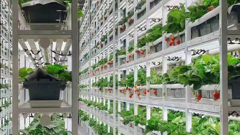 水溶肥真假辨别方法